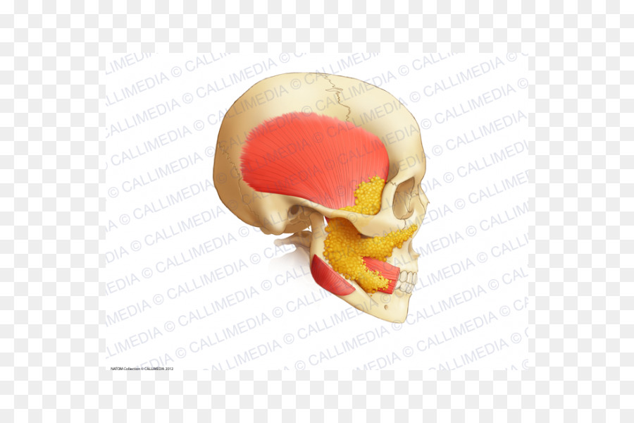 Anatomia Do Crânio，Músculo PNG