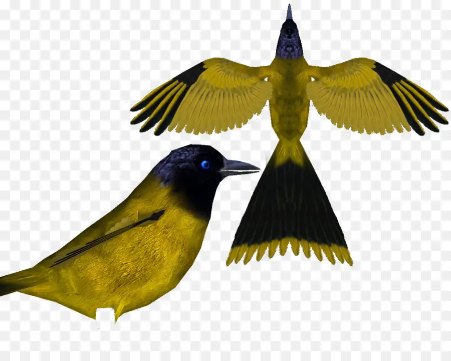 Pássaros Do Mundo Recomendado Nomes Em Inglês，Aves PNG