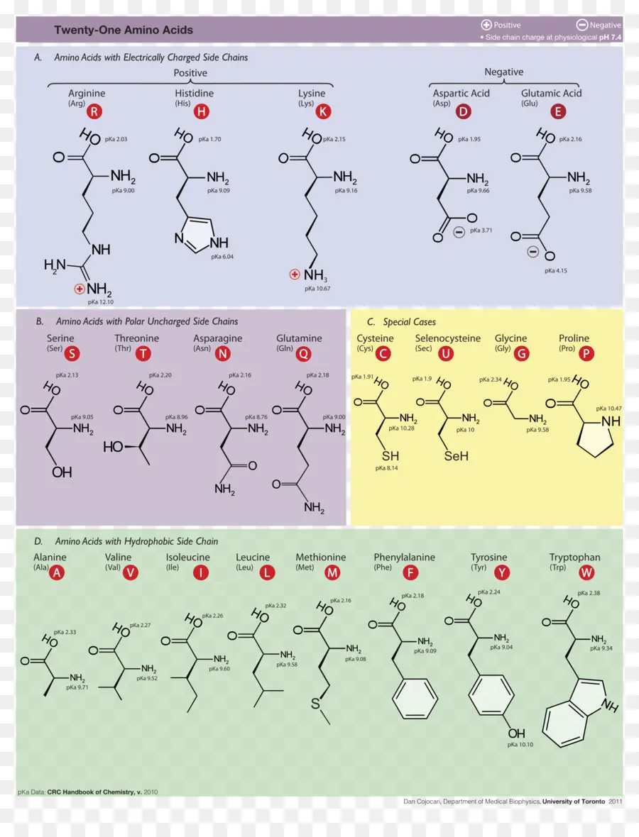 Proteinogenic De Aminoácidos，Aminoácidos PNG