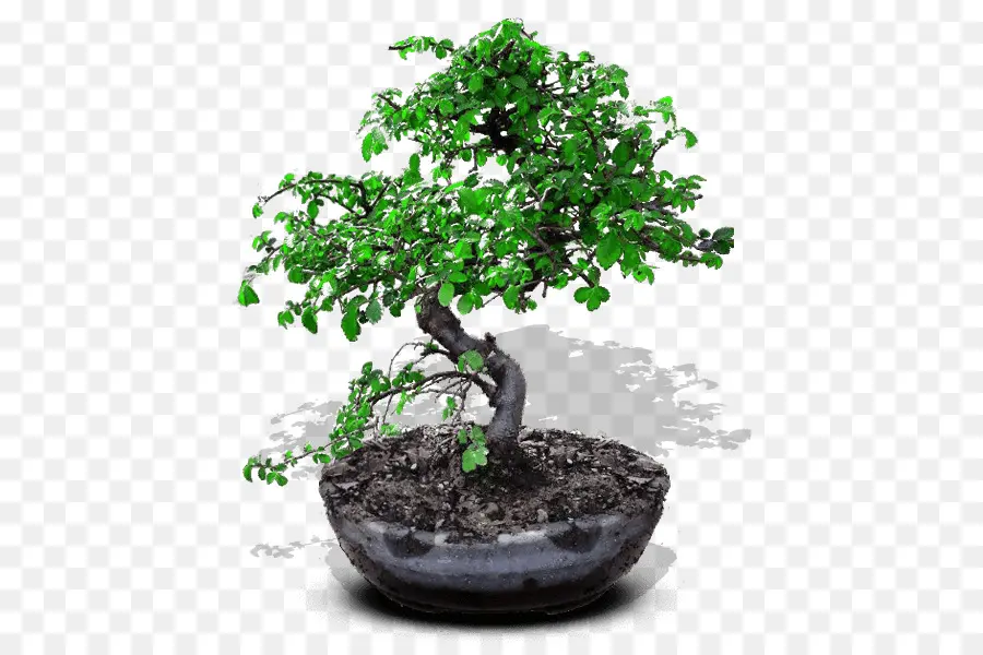 Árvore Bonsai，Verde PNG