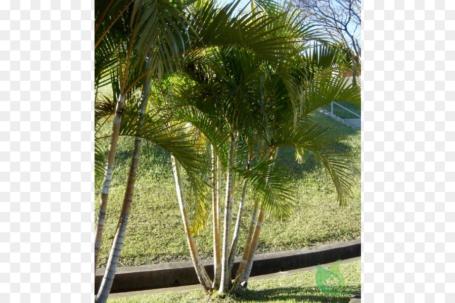 Palmeira Areca，Quarto PNG