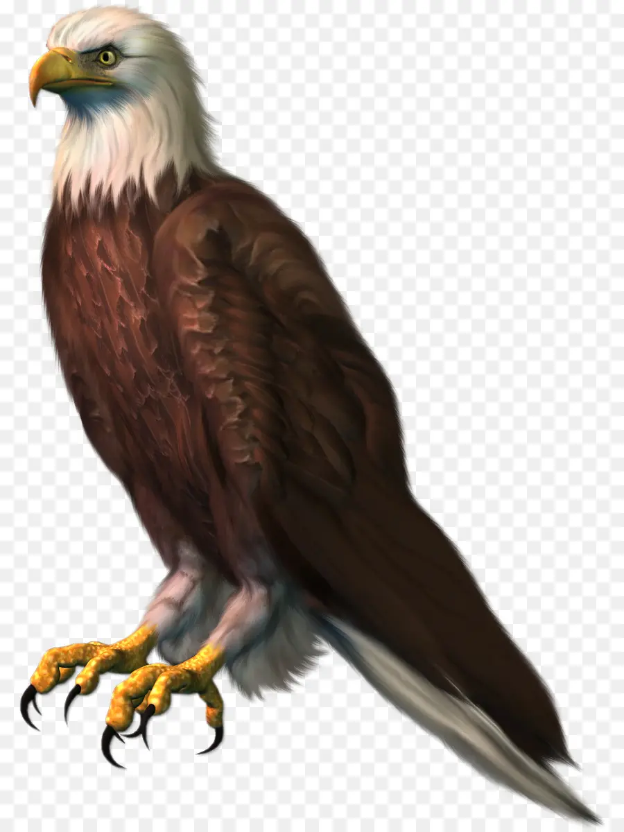 Águia，Raptor PNG