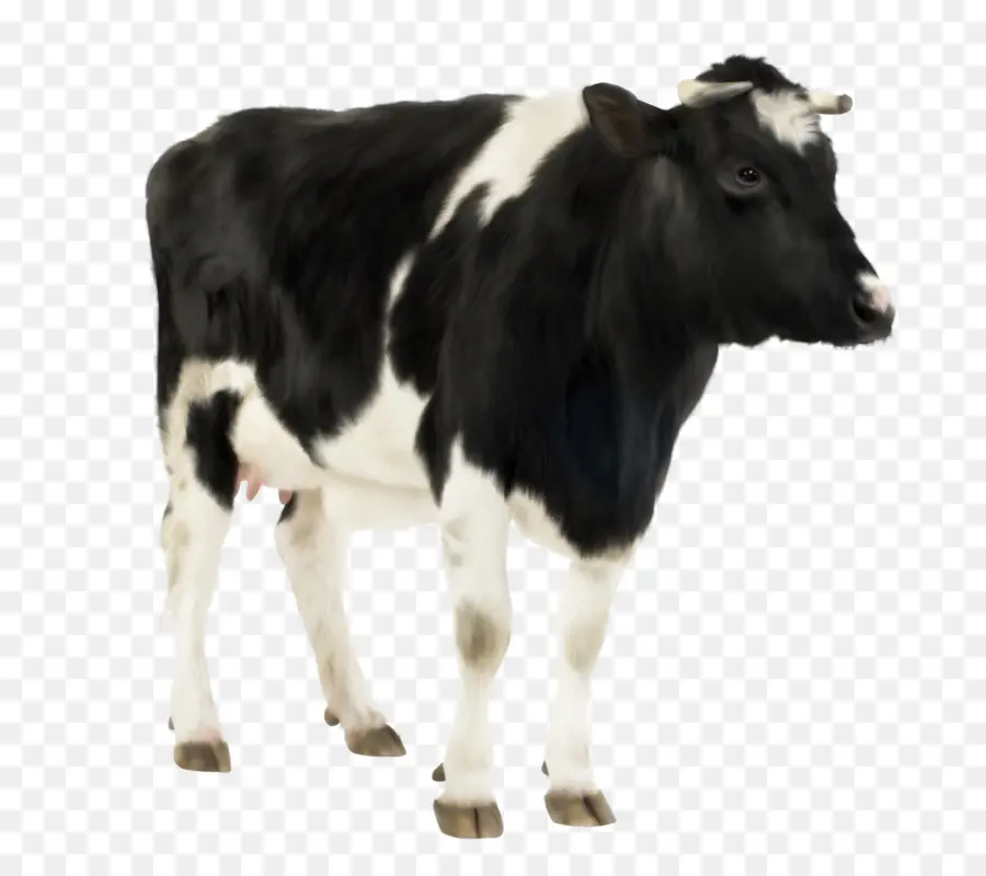 Holstein Frísia Gado，O Gado Hereford PNG
