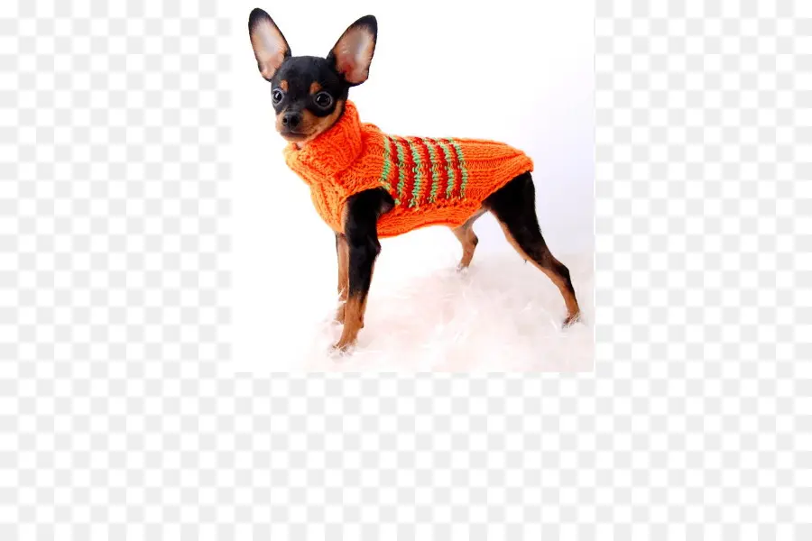 Pinscher Miniatura，Russkiy Brinquedo PNG