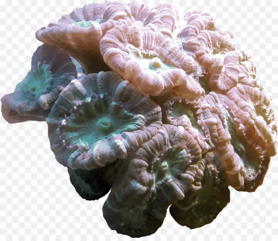 Coral，Marinho PNG