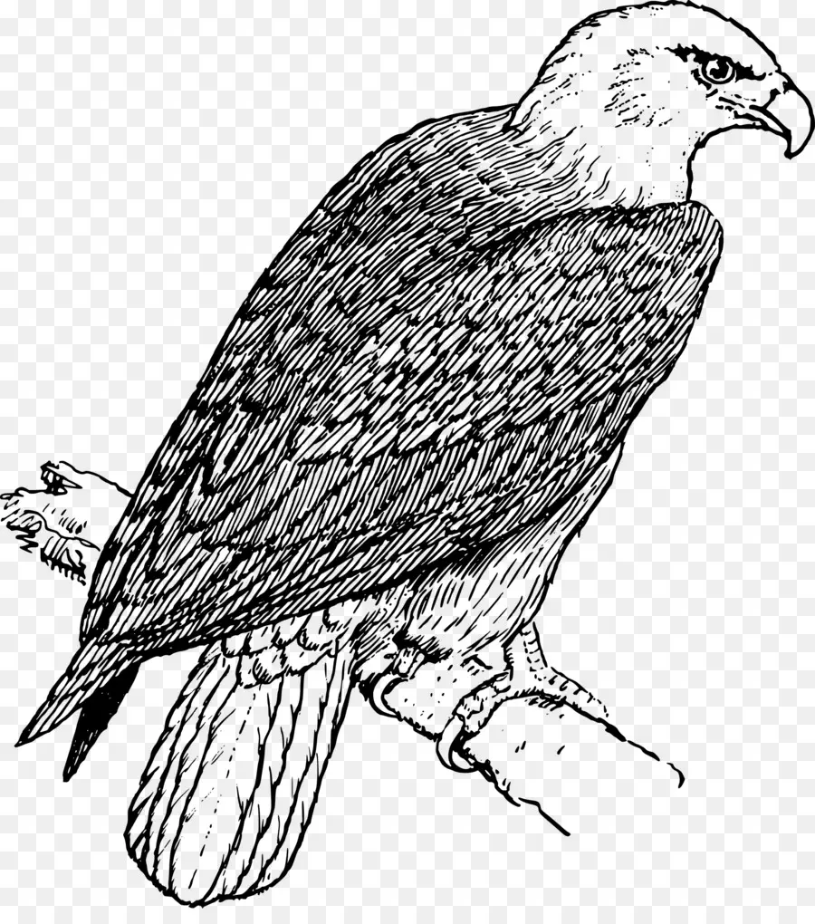 águia Careca，Livro De Colorir PNG