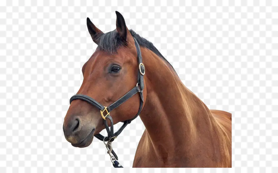 Garanhão，Cavalo árabe PNG