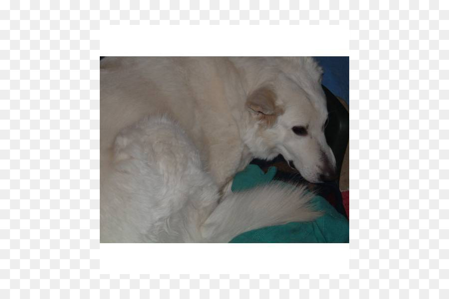 Poodle，American Eskimo Cão PNG