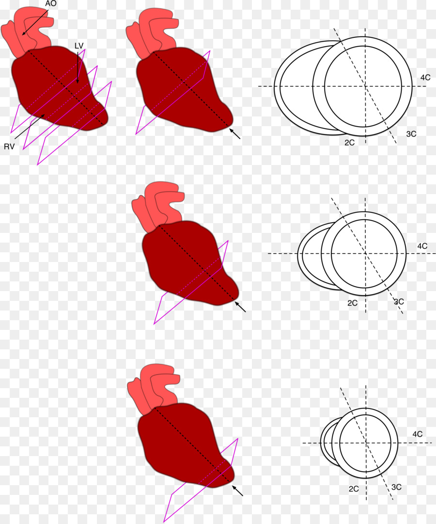 Coração，Anatomia PNG