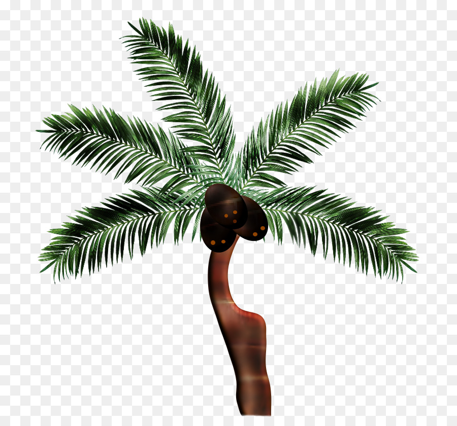 Asiática Palmyra Palma，Coco PNG