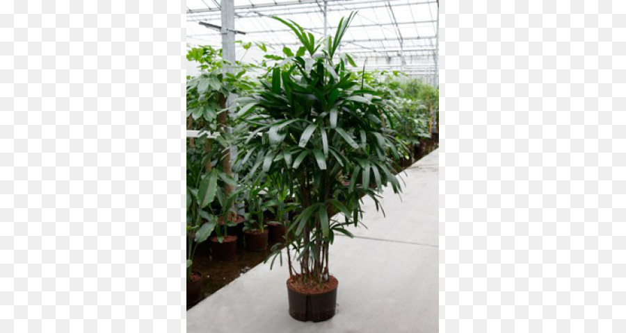 Planta，Planta De Casa PNG