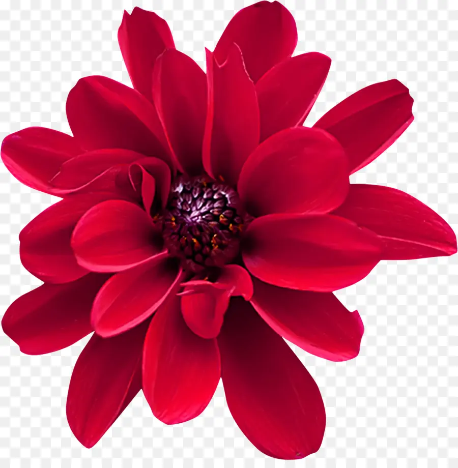 Dahlia，Vermelho PNG