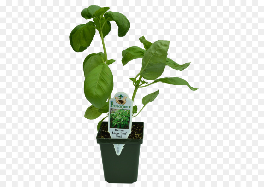 Erva，Flowerpot PNG