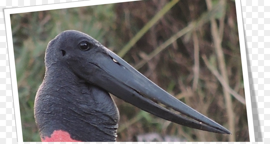 Cegonha，A Fauna PNG