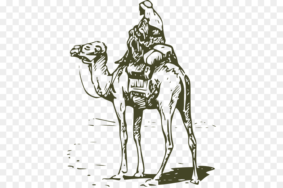 Bactriana Camelo，O Dromedário PNG