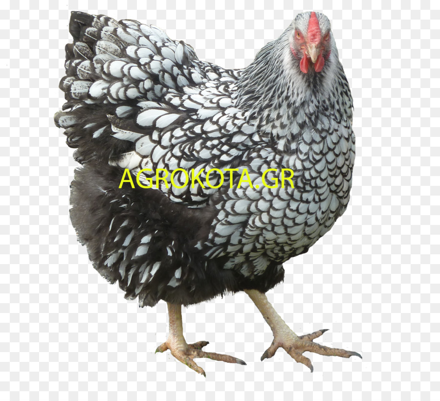 Frango，Aves PNG