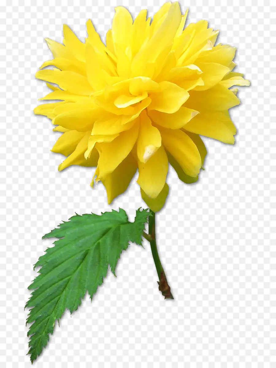 Dahlia，Flor PNG