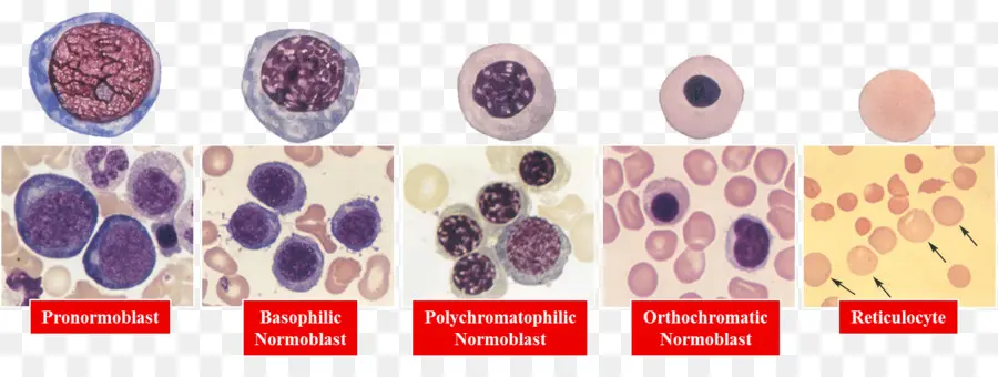 A Eritropoiese，Células Vermelhas Do Sangue PNG