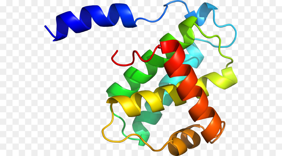 Estrutura Proteica，Biologia PNG