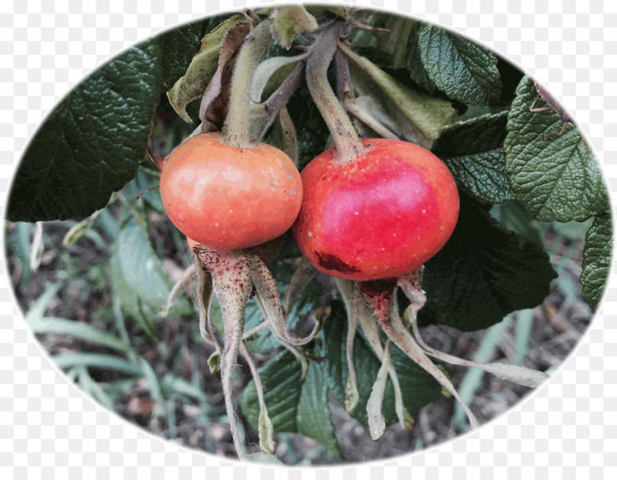 Subiu Quadril，Bush Tomate PNG