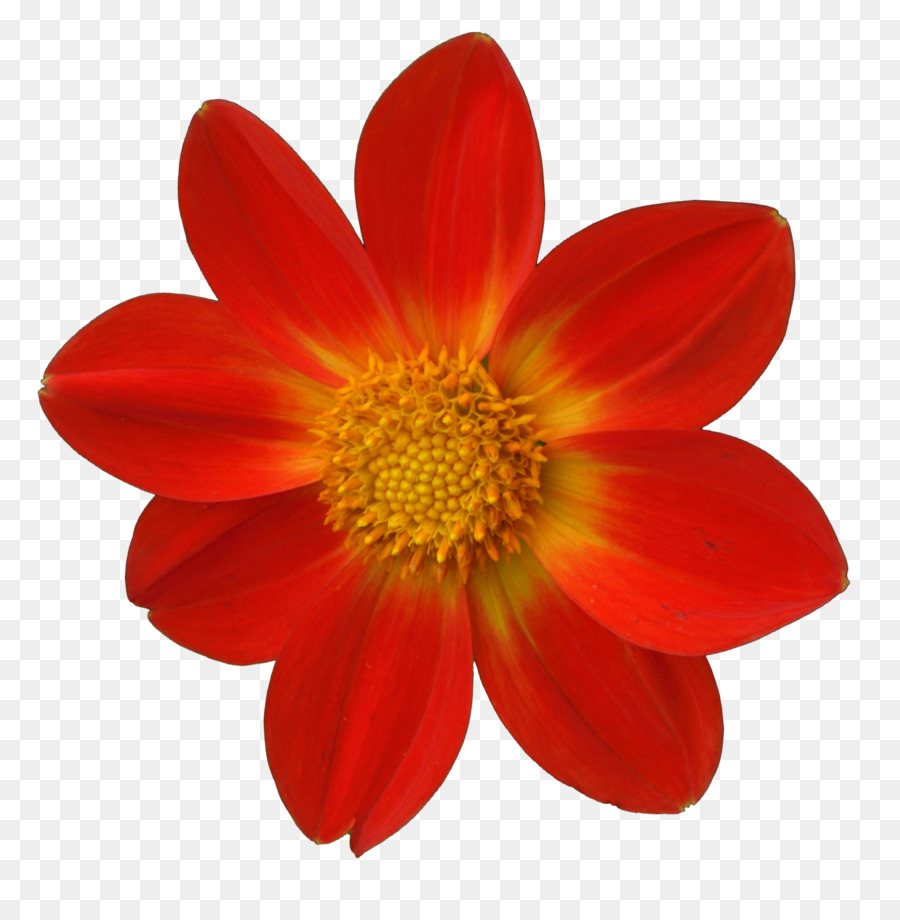 Flor，Vermelho PNG