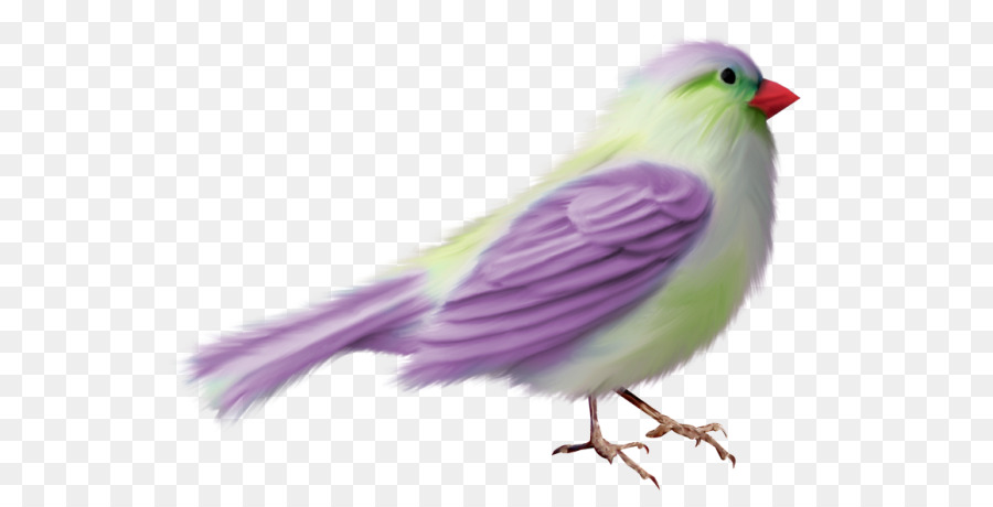 Bico，Aves PNG