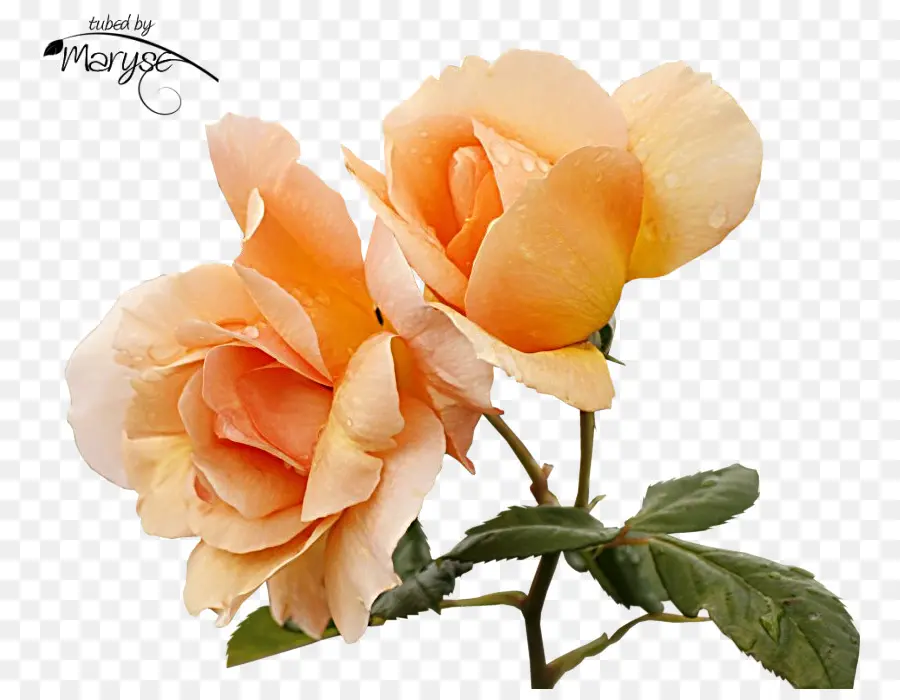 Rosas Laranja，Florescer PNG