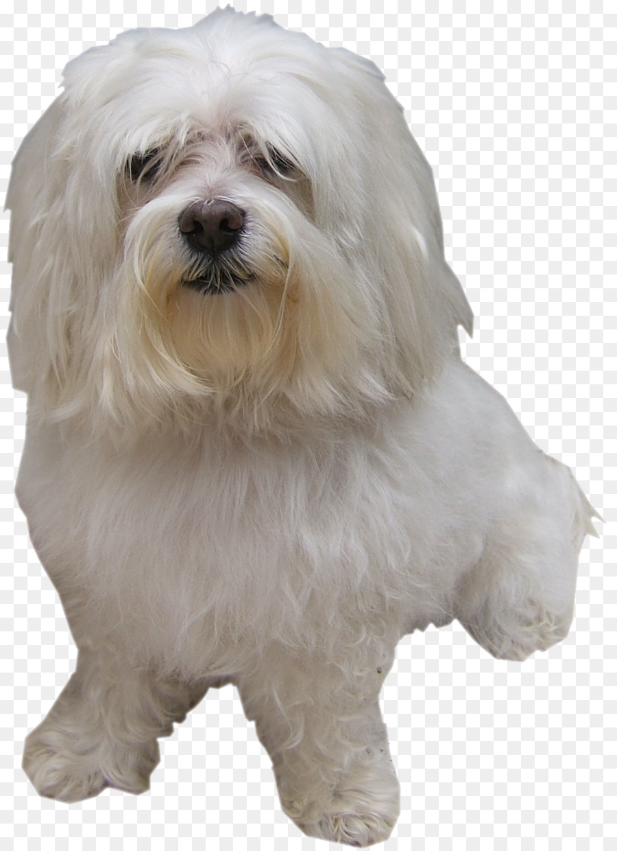 Cão Maltês，Pequeno Cão Leão PNG