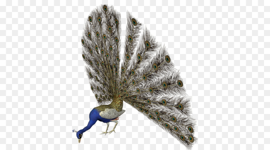 Aves，Pavo PNG