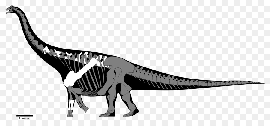 Opisthocoelicaudia，Spinosaurus PNG