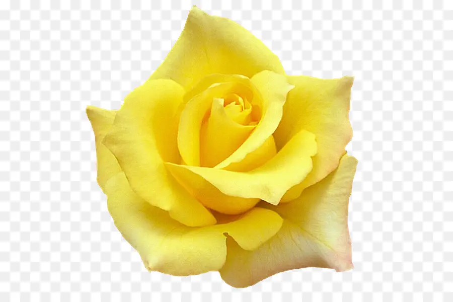 Rosa Amarela，Florescer PNG