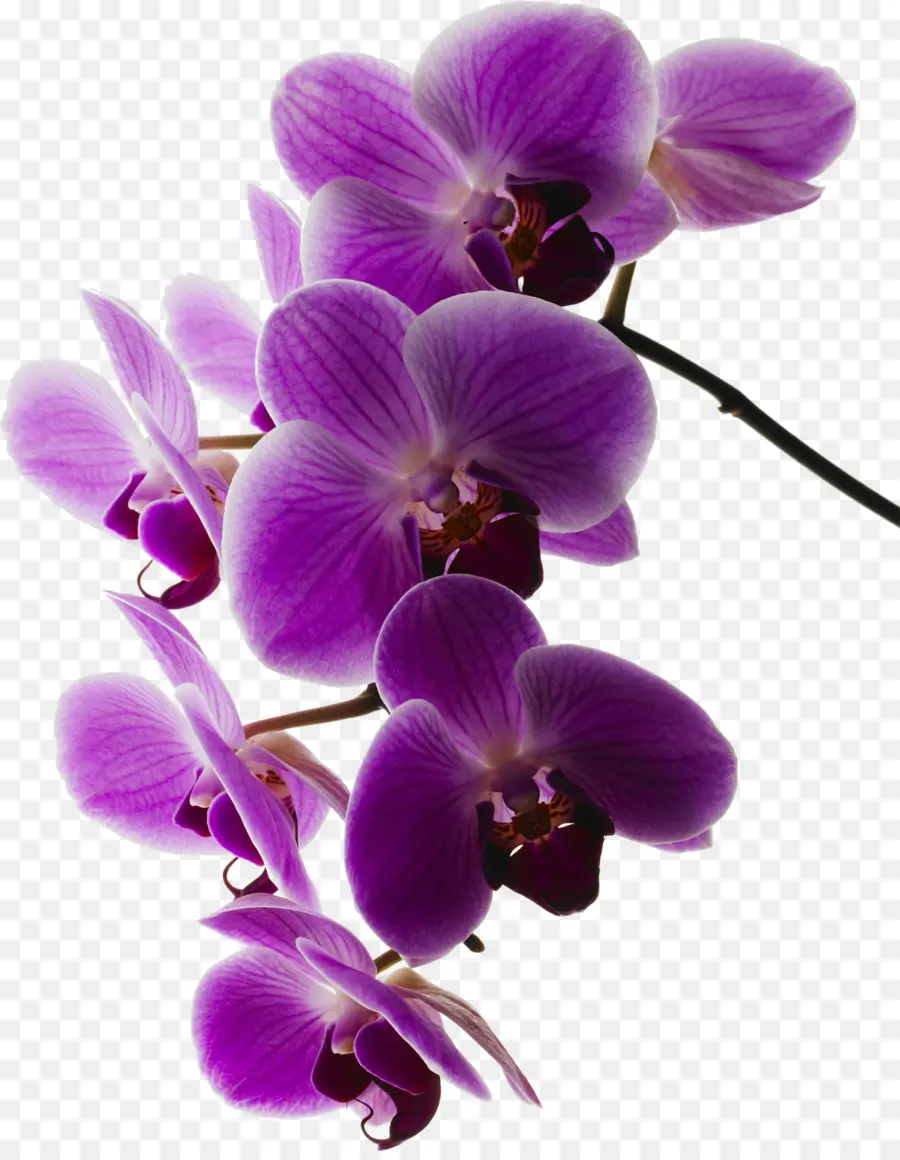 Orquídeas，Traça Orquídeas PNG