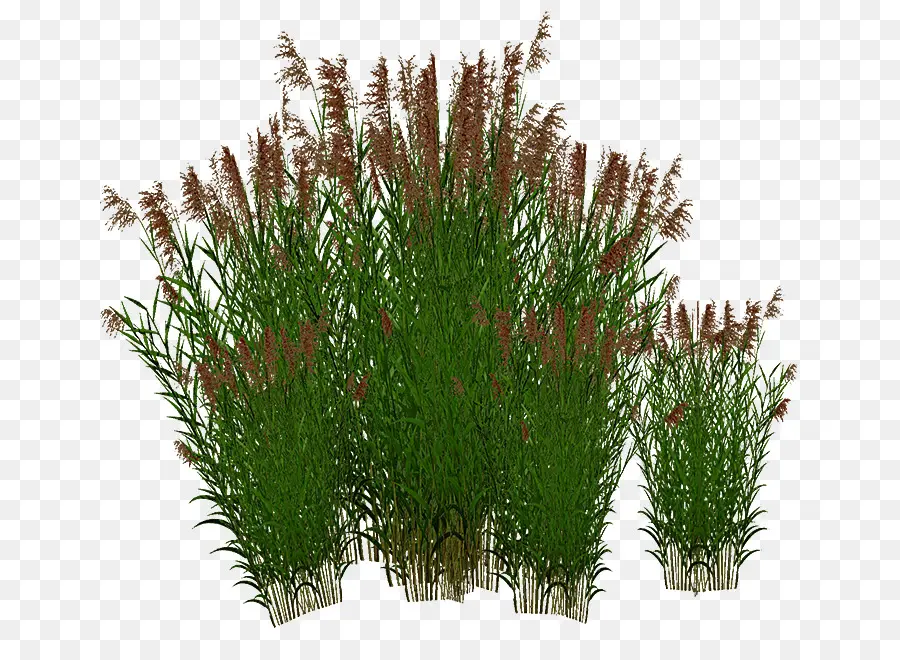 Sweet Grass，Gramíneas PNG