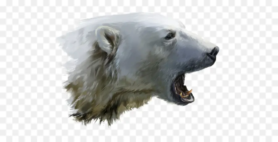 Urso Polar，Branco PNG