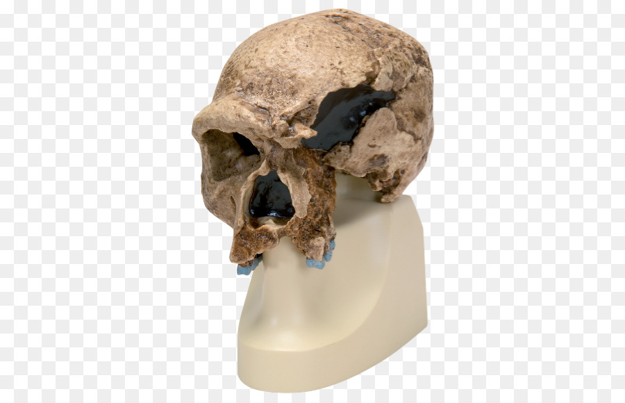 Neandertal，Chimpanzé PNG