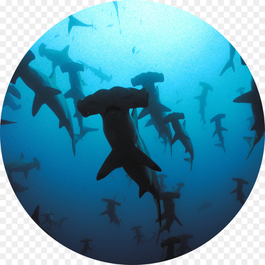 Tubarão，Scuba Diving PNG