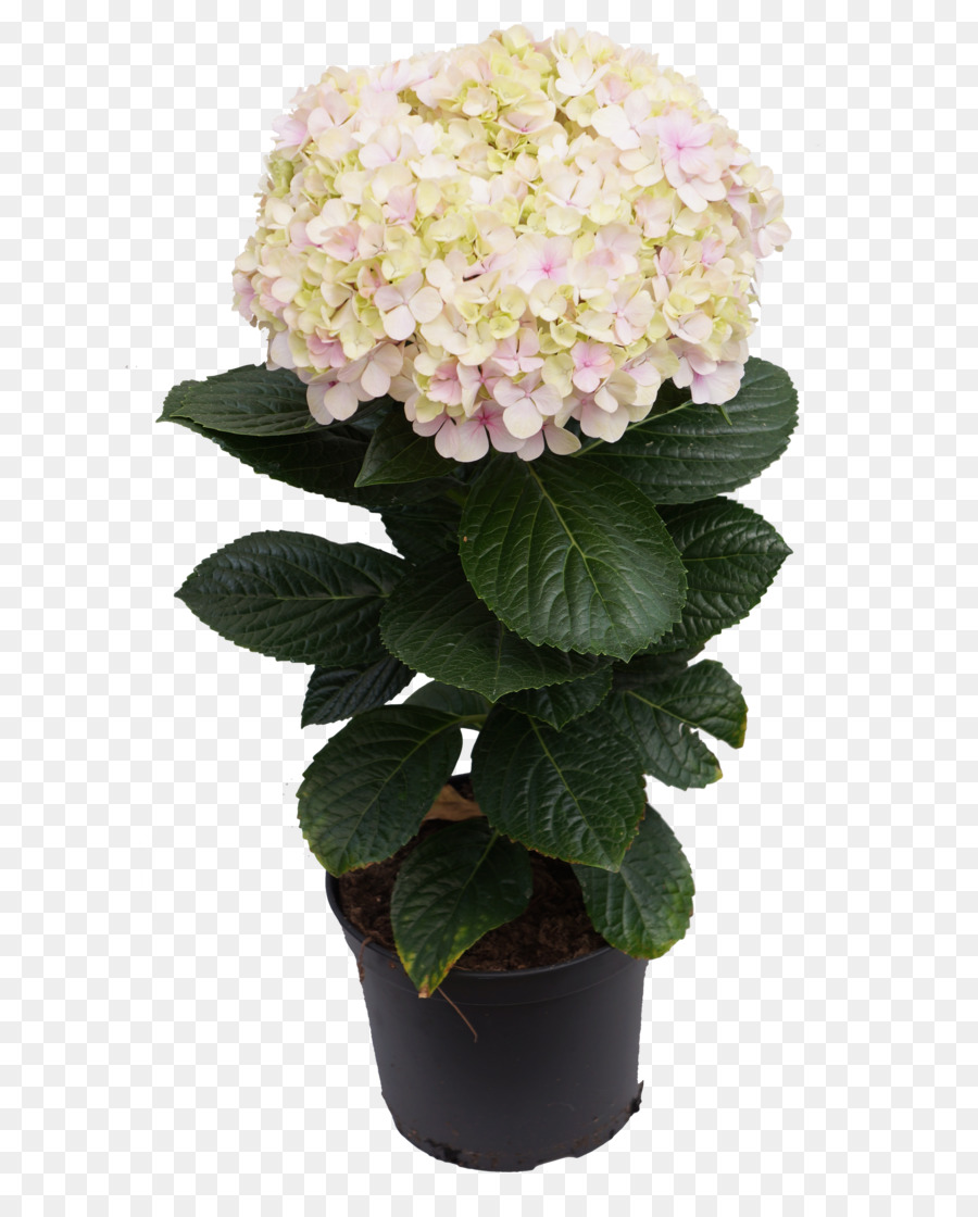 Hortênsia，Vaso De Flores PNG