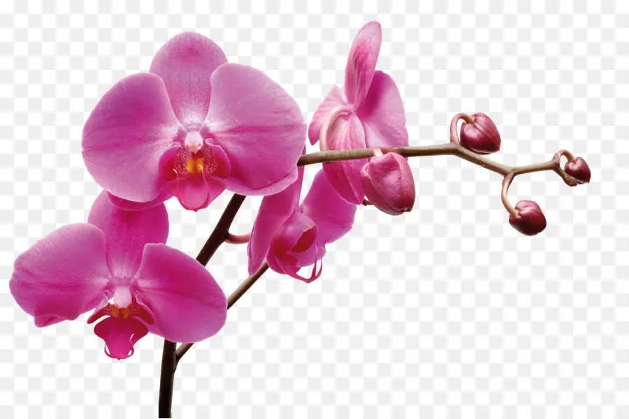 Tailandês Orquídeas Co Ltd，Traça Orquídeas PNG