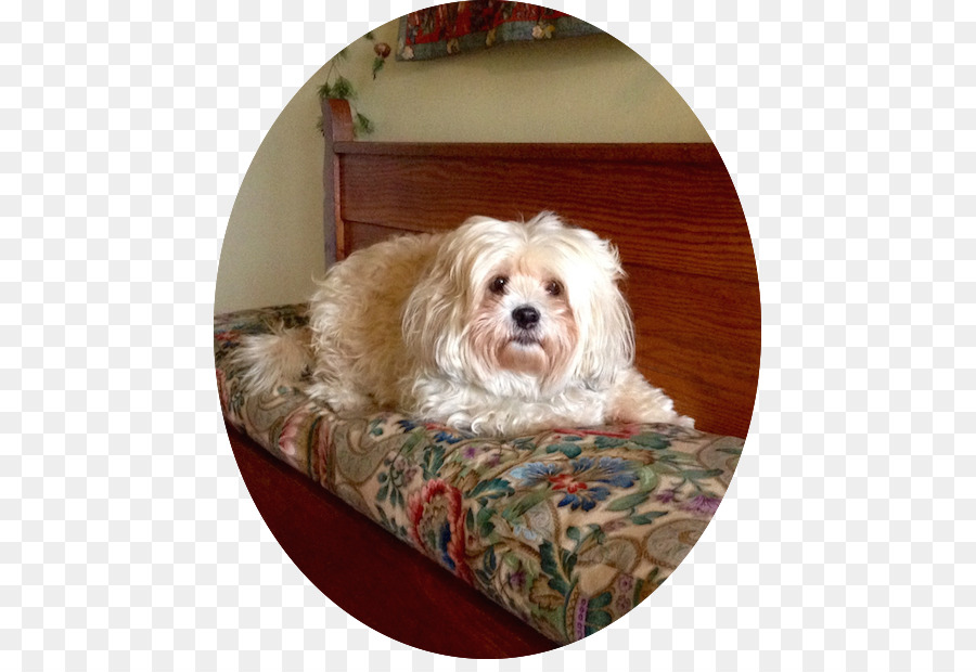 Morkie，Cavapoo PNG