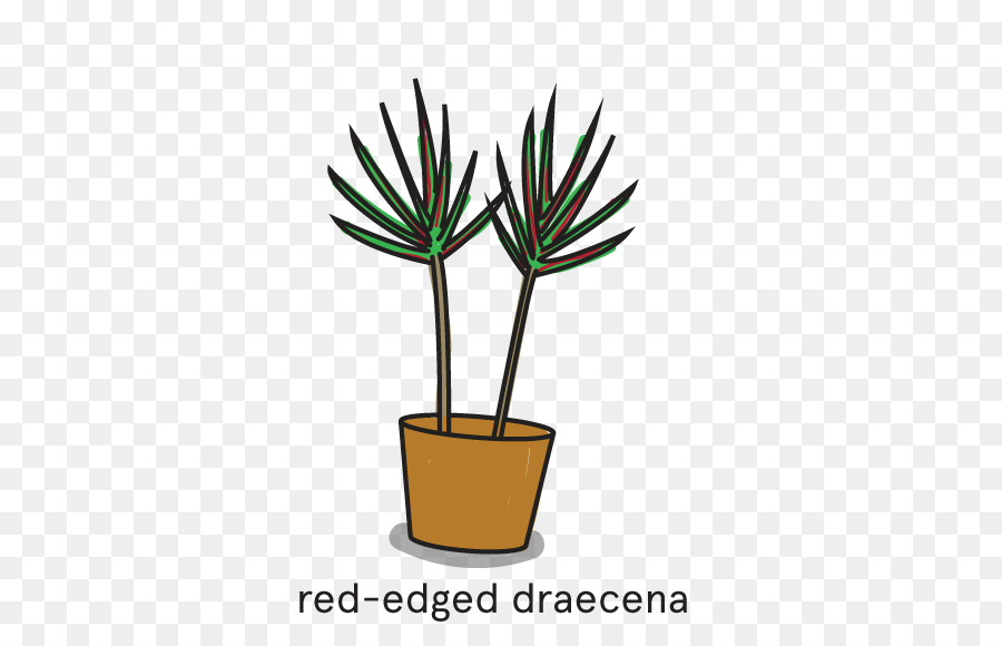 Arecaceae，Planta De Casa PNG