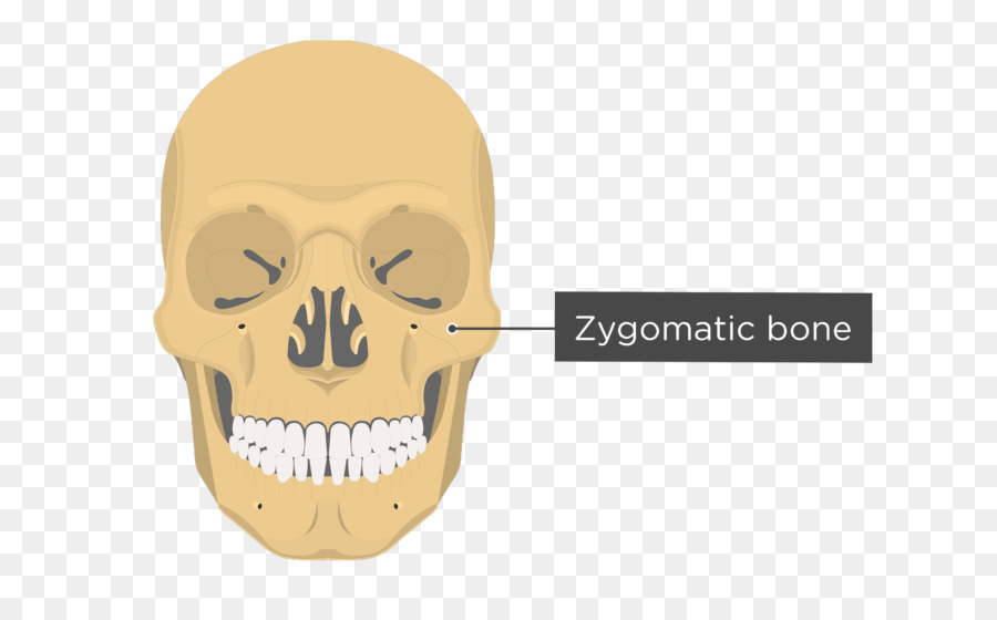 Vômer，Osso Lacrimal PNG