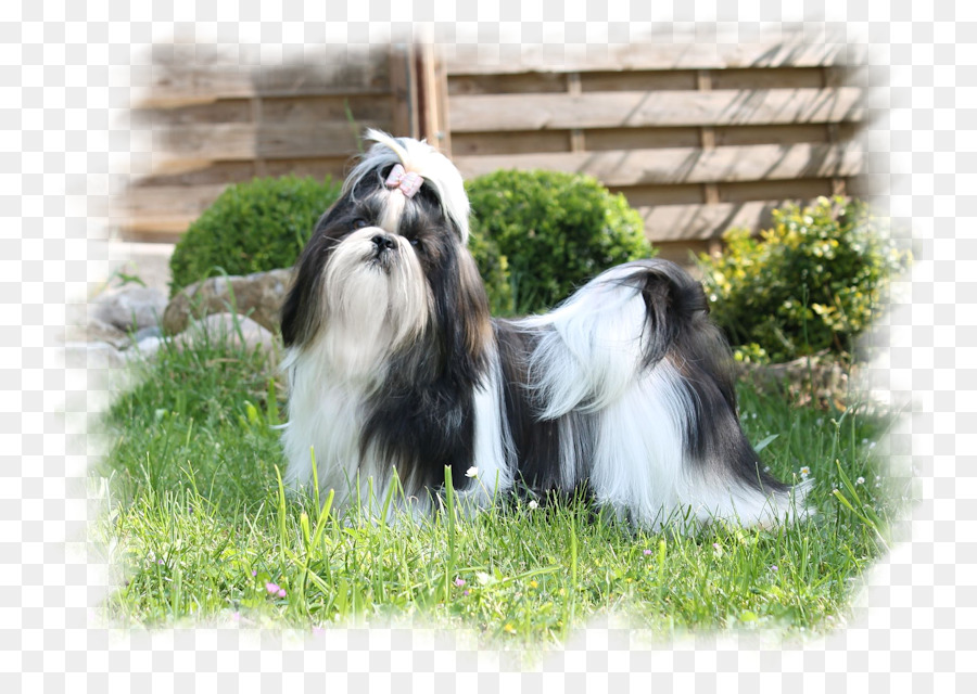 Raça Do Cão，Bearded Collie PNG