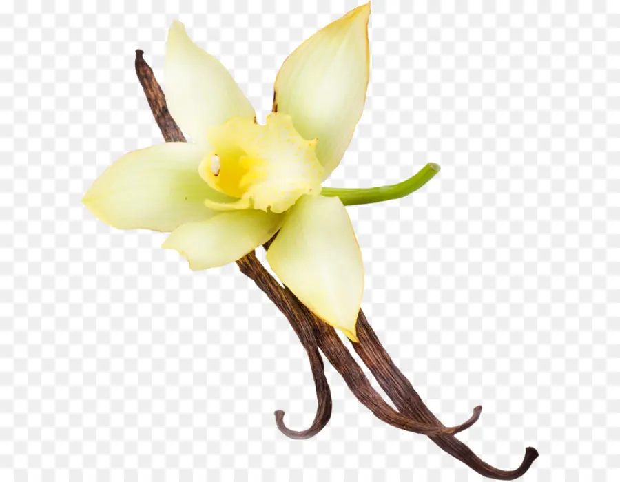 Flor De Baunilha，Vagem De Baunilha PNG