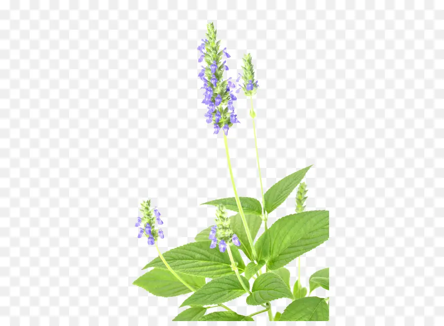 Lavanda，Flor PNG