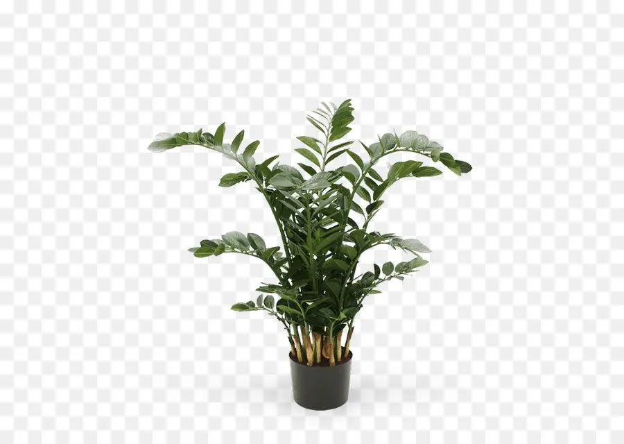 Zamioculcas Zamiifolia，Planta PNG