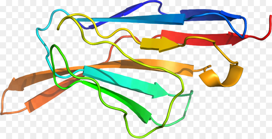 Estrutura Proteica，Biologia PNG