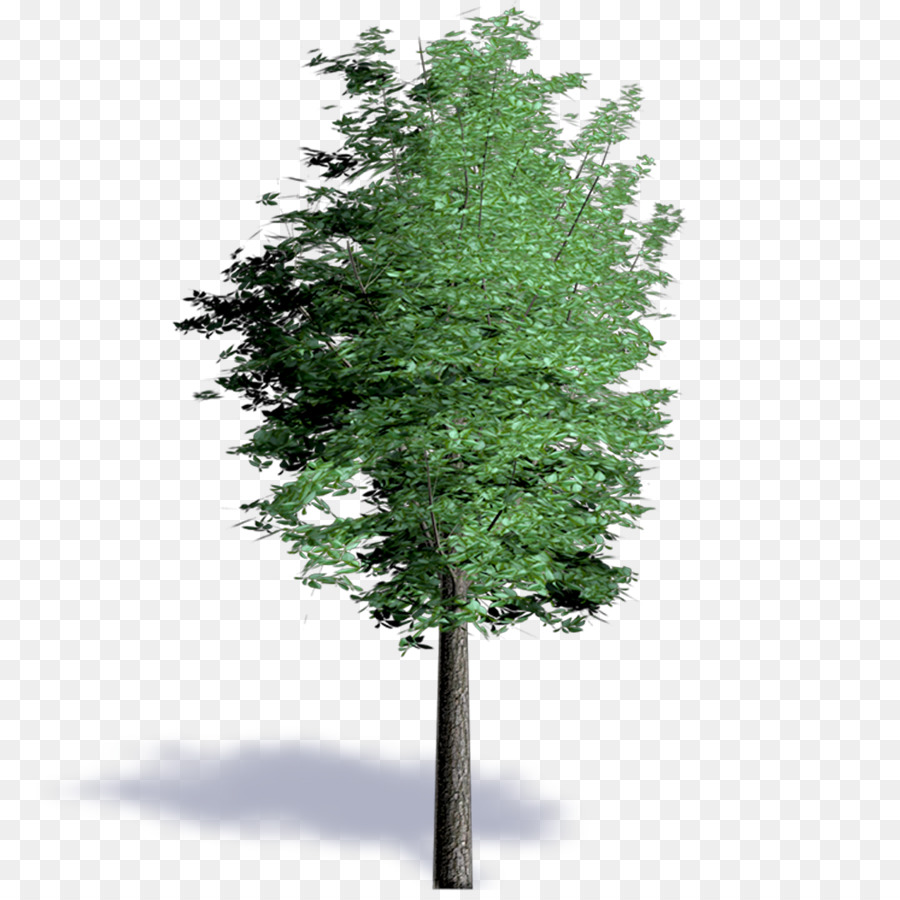 Árvore Verde，Natureza PNG