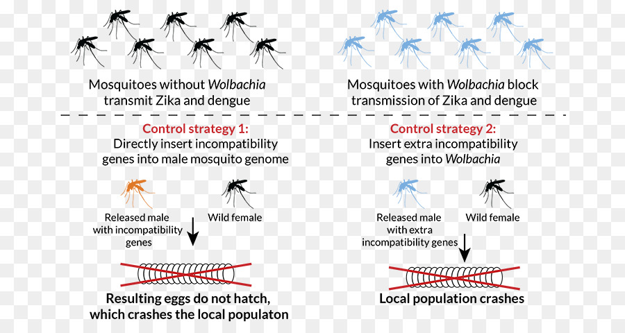 Mosquito，A Engenharia Genética PNG