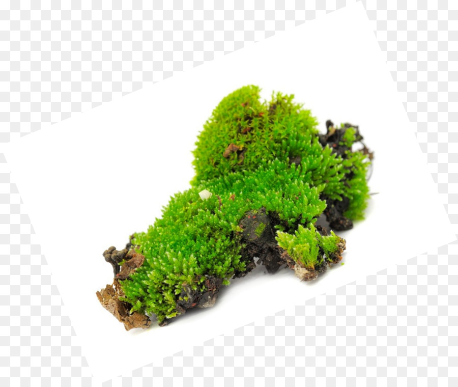 Planta，Reino PNG