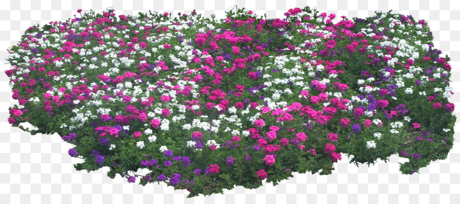 Flor，Jardim De Flores PNG